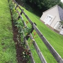 Post and rail fencing with young hedge planting — Midwest Garden Maintenance
