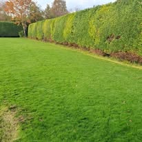 Perfectly trimmed tall conifer hedge — Midwest Garden Maintenance