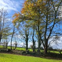 Mature trees with maintained lawn — Midwest Garden Maintenance